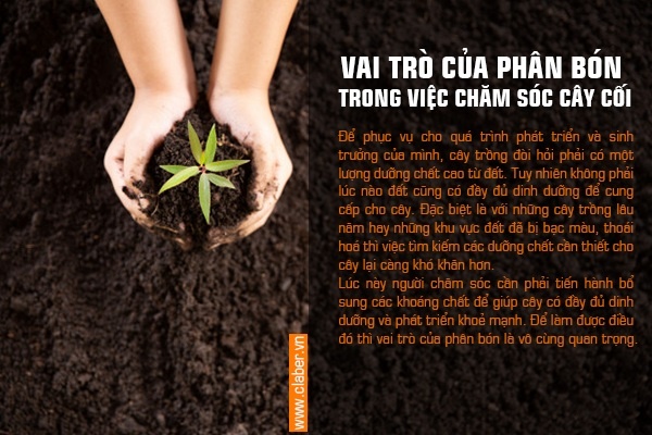 VAI TRÒ CỦA PHÂN BÓN TRONG VIỆC CHĂM SÓC CÂY