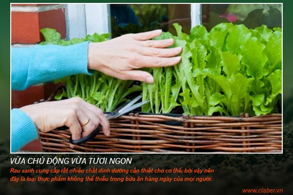 LỢI ÍCH TUYỆT VỜI CỦA VIỆC TRỒNG RAU TẠI NHÀ