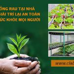Trồng rau tại nhà – vừa giải trí lại an toàn cho sức khỏe của mọi người