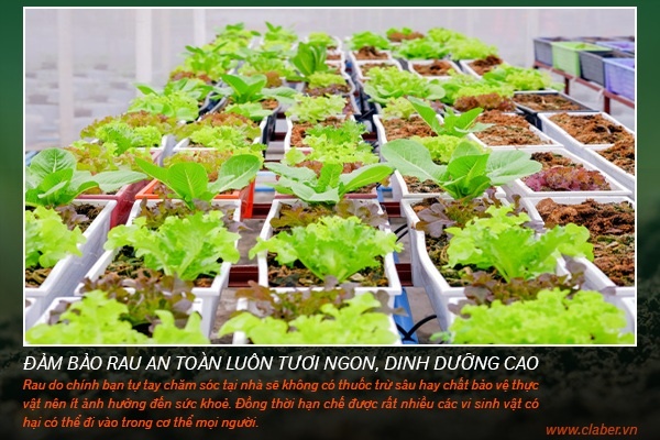 LÀM SAO ĐỂ CHĂM SÓC CHO VƯỜN RAU LUÔN XANH TỐT