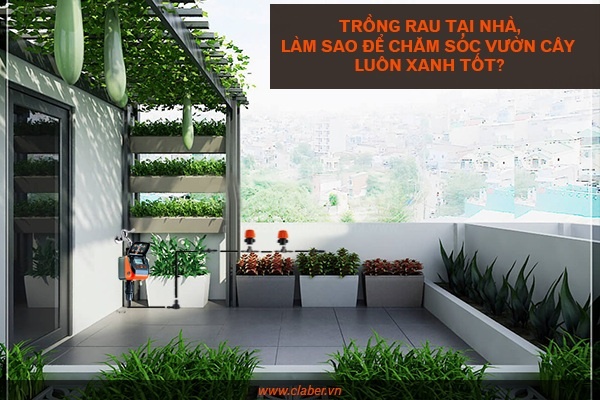LÀM SAO ĐỂ CHĂM SÓC CHO VƯỜN RAU LUÔN XANH TỐT