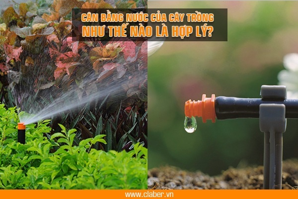 tưới cây hợp lý 