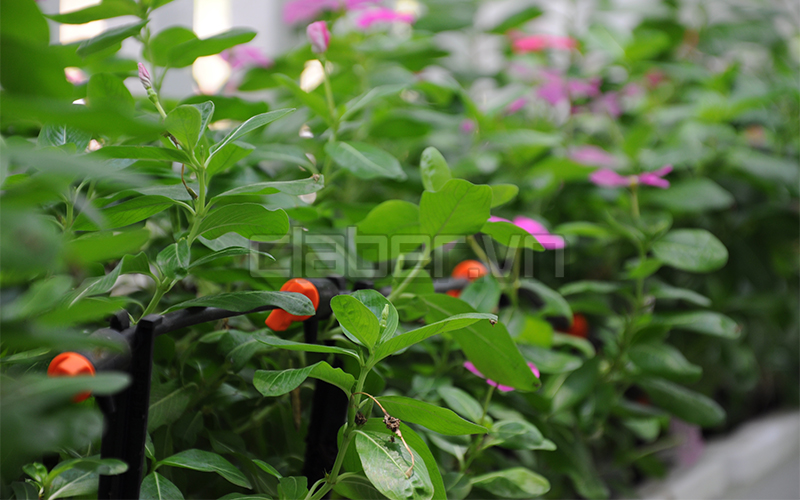 bao gia lap dat he thong tuoi nho giot