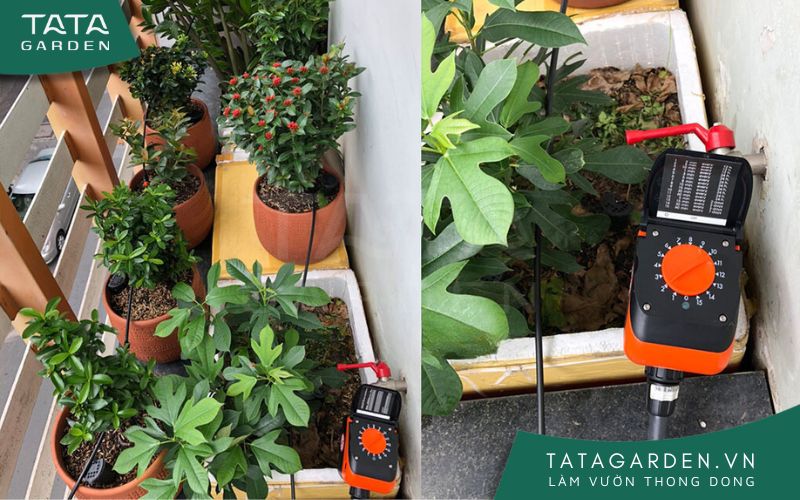 Tưới nhỏ giọt cho khu vườn nhỏ xinh trên ban công hẹp.