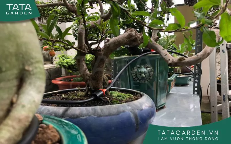 Dây tưới nhỏ giọt được luồn qua các cây.