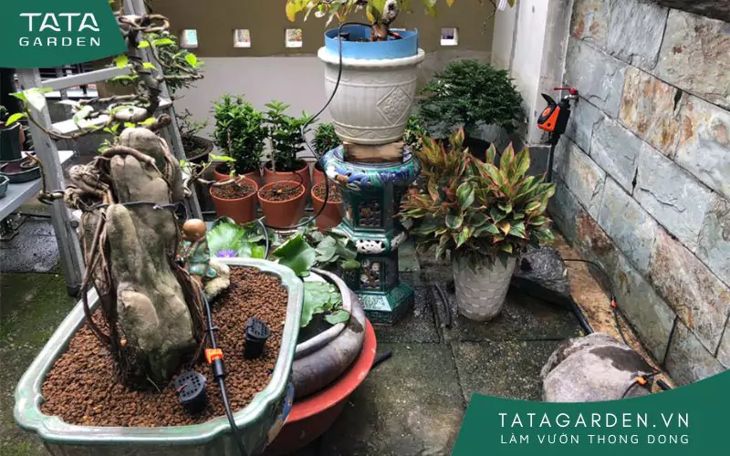 Nhân viên Tata Garden vừa lắp xong hệ thống tưới nhỏ giọt.