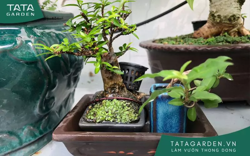 Một trong những cây Bonsai nghệ thuật.
