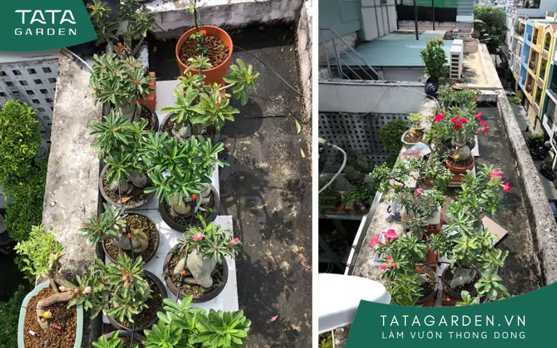 Khu vườn trên mái đầy ấn tượng