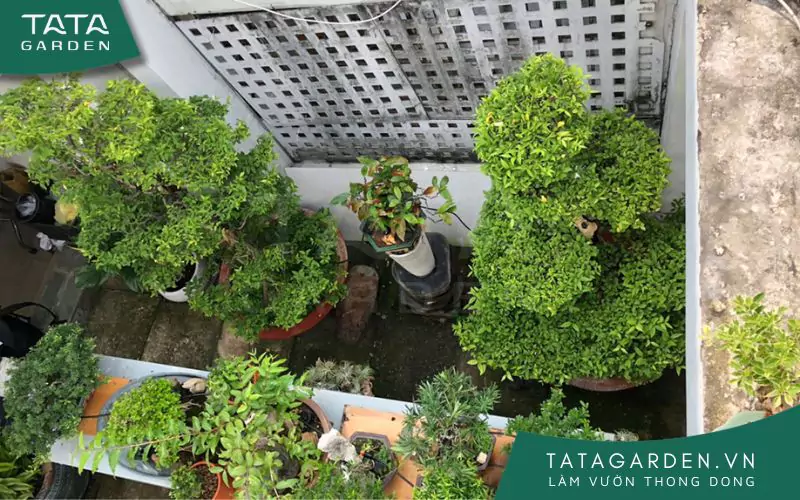 Dây tưới nhỏ giọt luồn gọn dưới tán lá, nhìn từ bên trên sẽ khó thấy.