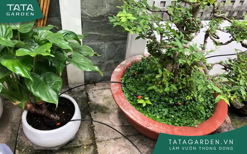 Lắp nhỏ giọt vòng tròn cho chậu cây lớn.