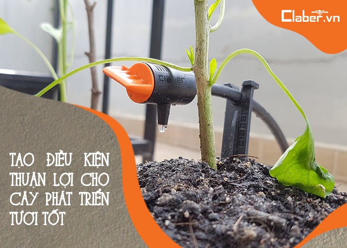 hệ thống tưới nhỏ giọt tạo điều kiện phát triển tốt 
