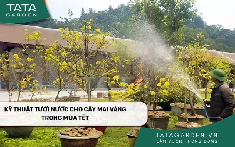 Kỹ thuật trồng hoa mai vàng đúng cách