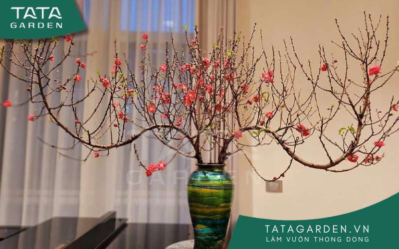 Bảo quan hoa đào tươi, nở lâu ngày tết