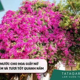 Cách tưới nước cho hoa giấy nở đúng thời điểm và tươi tốt quanh năm