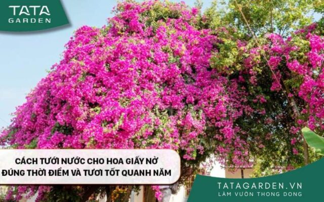 Tưới nước cho cây hoa giấy