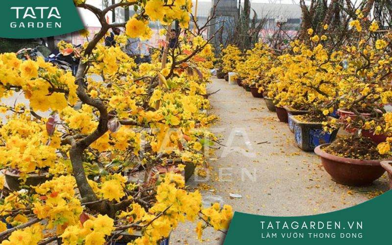 Tưới nước đúng kỹ thuật sẽ giúp mai phát triển khỏe mạnh và ra hoa đẹp