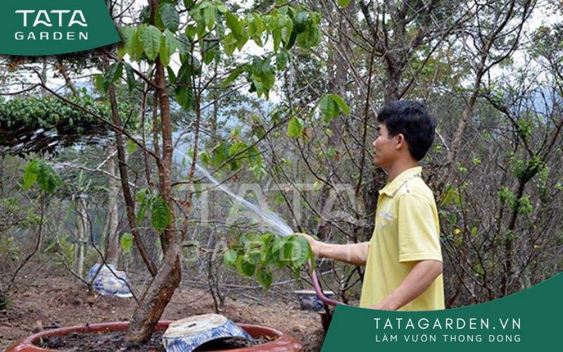 Việc tưới nước cho cây cần thực hiện thường xuyên, đều đặn