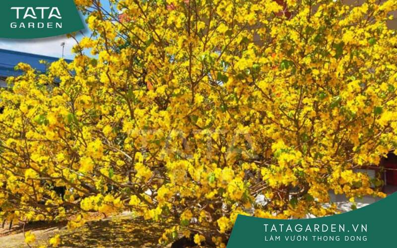 Tại miền Nam, nhà nhà chuẩn bị mai vàng đón tết