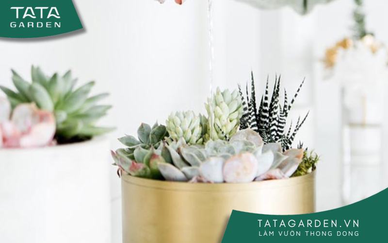 Cách tưới nước cho sen đá đúng sẽ giúp chúng phát triển khỏe mạnh