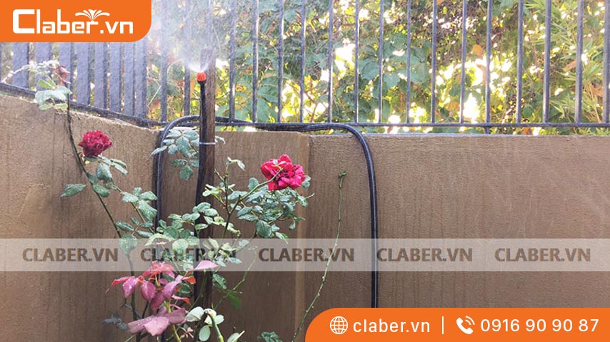 Thời điểm cần tưới nước cho hoa hồng