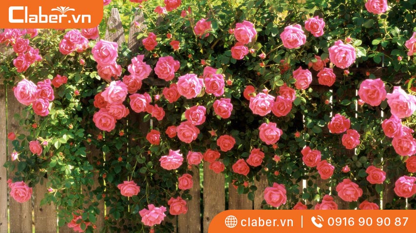 Lưu lượng, nhiệt độ và chất lượng nước tưới