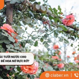 Giải đáp thắc mắc tưới nước cho hoa hồng thế nào để hoa nở rực rỡ?