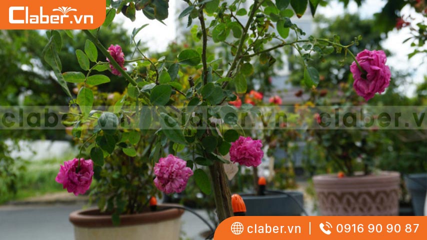 Phương pháp tưới phù hợp