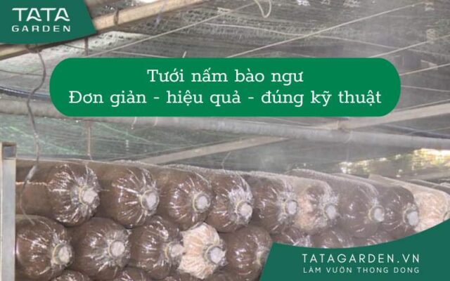 Tưới nước cho nấm bào ngư