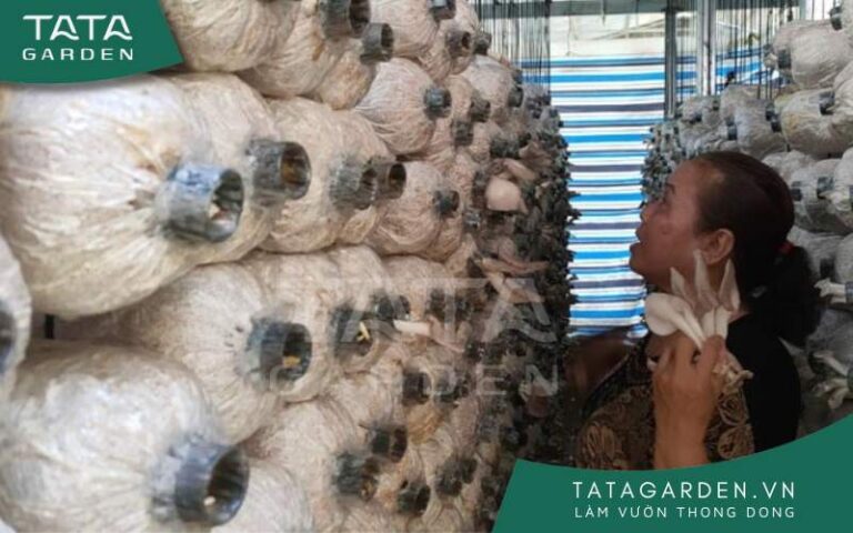 Tưới nước cho nấm bào ngư đúng cách giúp nấm duy trì độ ẩm