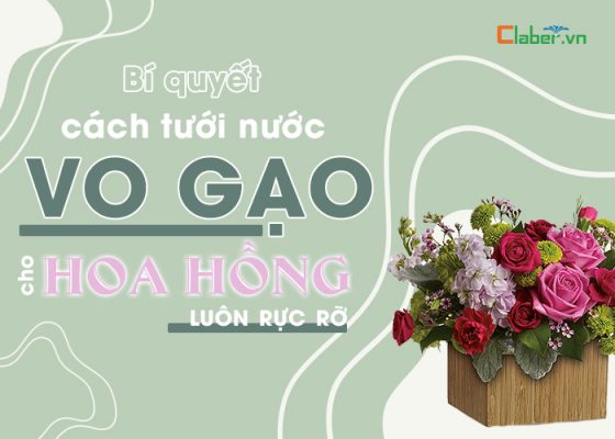 cách tưới nước vo gạo cho hoa hồng