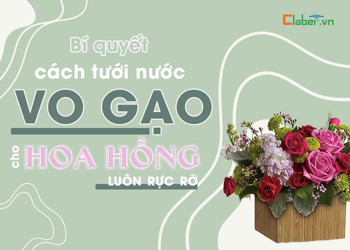 cách tưới nước vo gạo cho hoa hồng