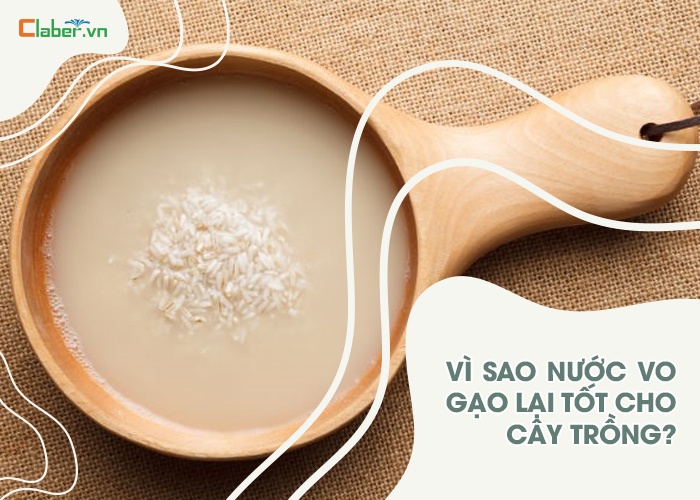 cách tưới nước vo gạo cho hoa hồng