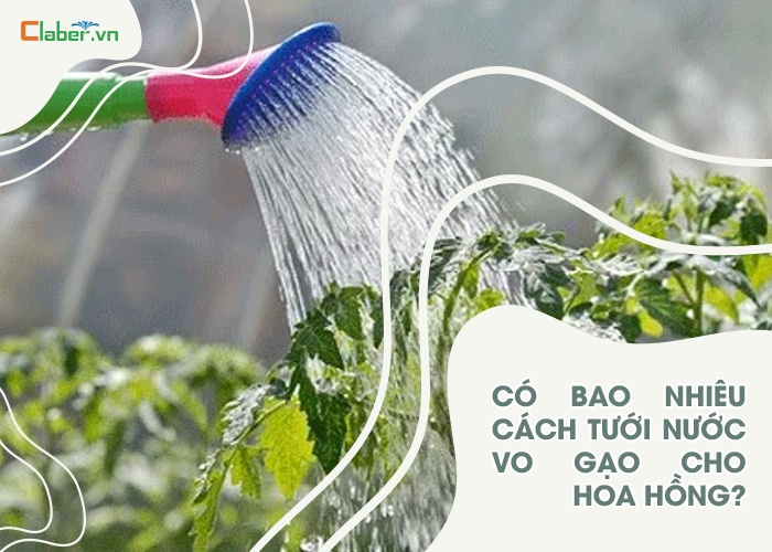 cách tưới nước vo gạo cho hoa hồng