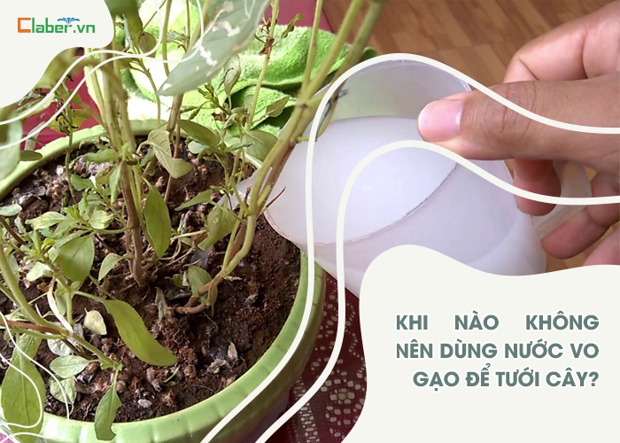 cách tưới nước vo gạo cho hoa hồng