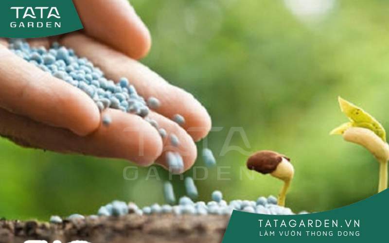 Việc bón phân đạm cần được thực hiện định kỳ với một lượng vừa phải