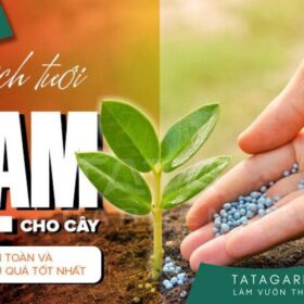 Cách tưới đạm cho cây an toàn và đạt hiệu quả tối đa