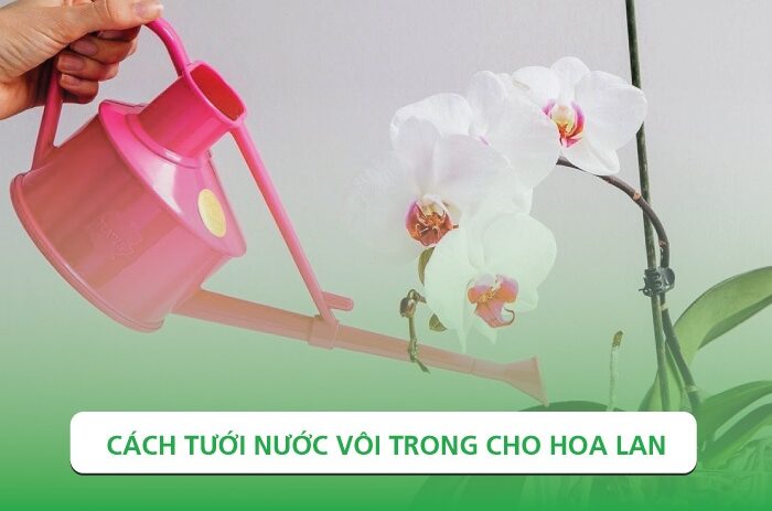 Cách tưới nước vôi trong cho hoa lan