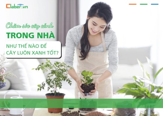 Chăm sóc cây cảnh trong nhà