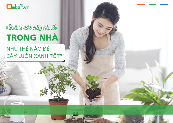 Chăm sóc cây cảnh trong nhà