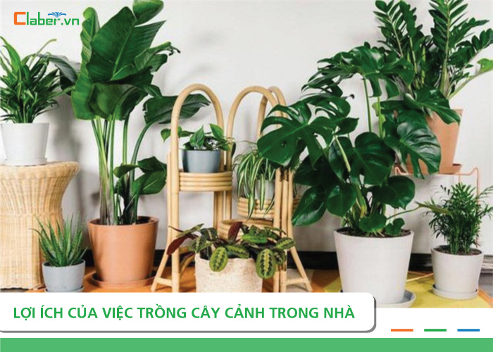 Chăm sóc cây cảnh trong nhà