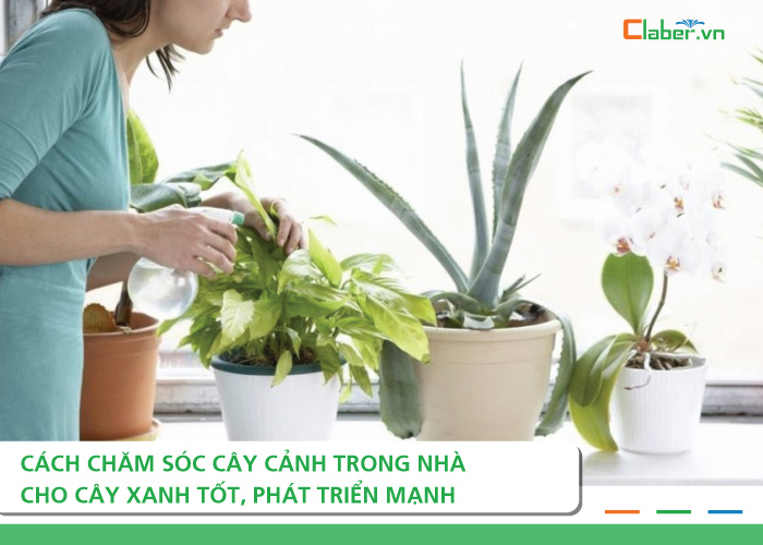 Chăm sóc cây cảnh trong nhà