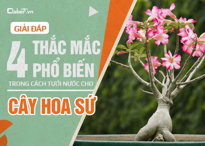 cách tưới nước cho cây hoa sứ