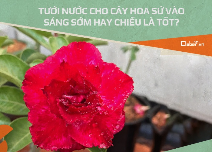 cách tưới nước cho cây hoa sứ