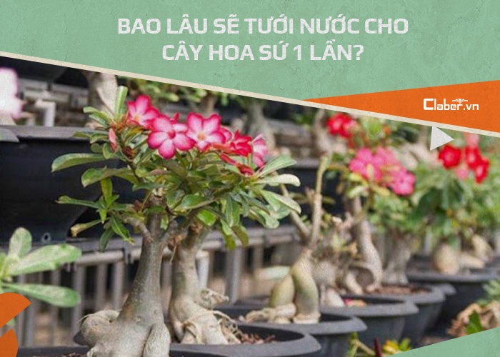 cách tưới nước cho cây hoa sứ