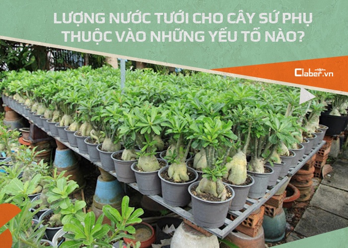 cách tưới nước cho cây hoa sứ