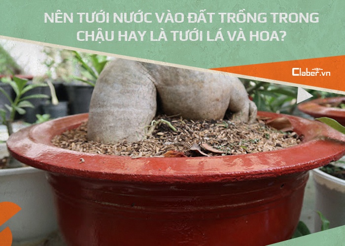 cách tưới nước cho cây hoa sứ