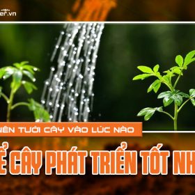 Nên tưới cây vào lúc nào để cây phát triển tốt nhất