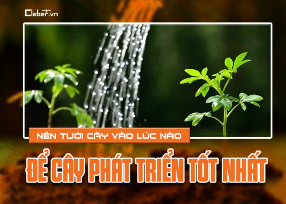 nên tưới cây vào lúc nào