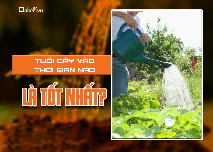 nên tưới cây vào lúc nào