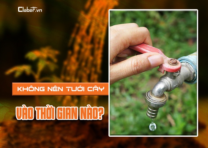 nên tưới cây vào lúc nào